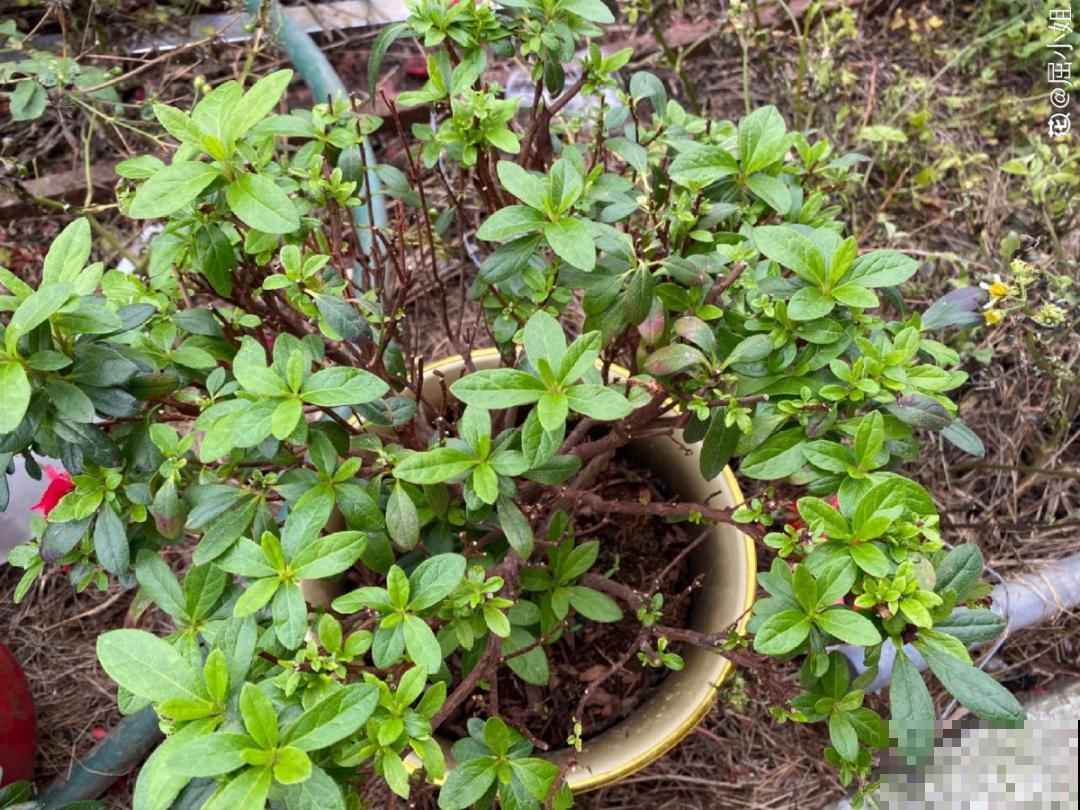 土里浇点果皮水，能维持土壤酸性，茉莉兰花开爆盆