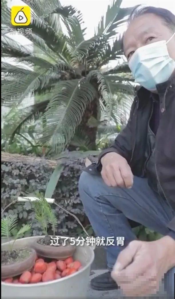 医院铁树结果，却被摘走30颗，园丁师傅吓坏了！