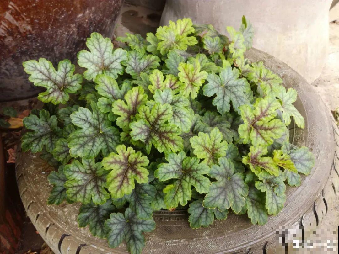 10个养花偏方,一般人我不告诉他,养花太好用 10个养花偏方,一般人我不告诉他,养花太好用