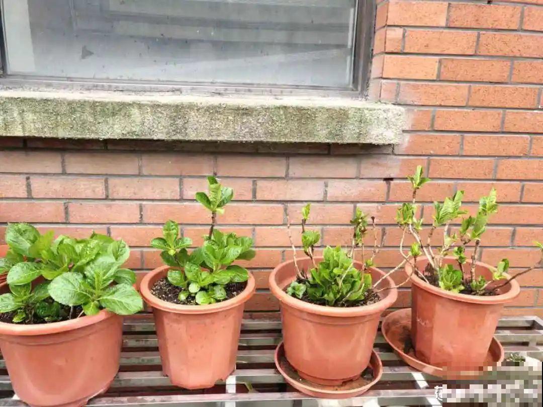 春天花要苏醒了，快施肥，新芽狂窜不断