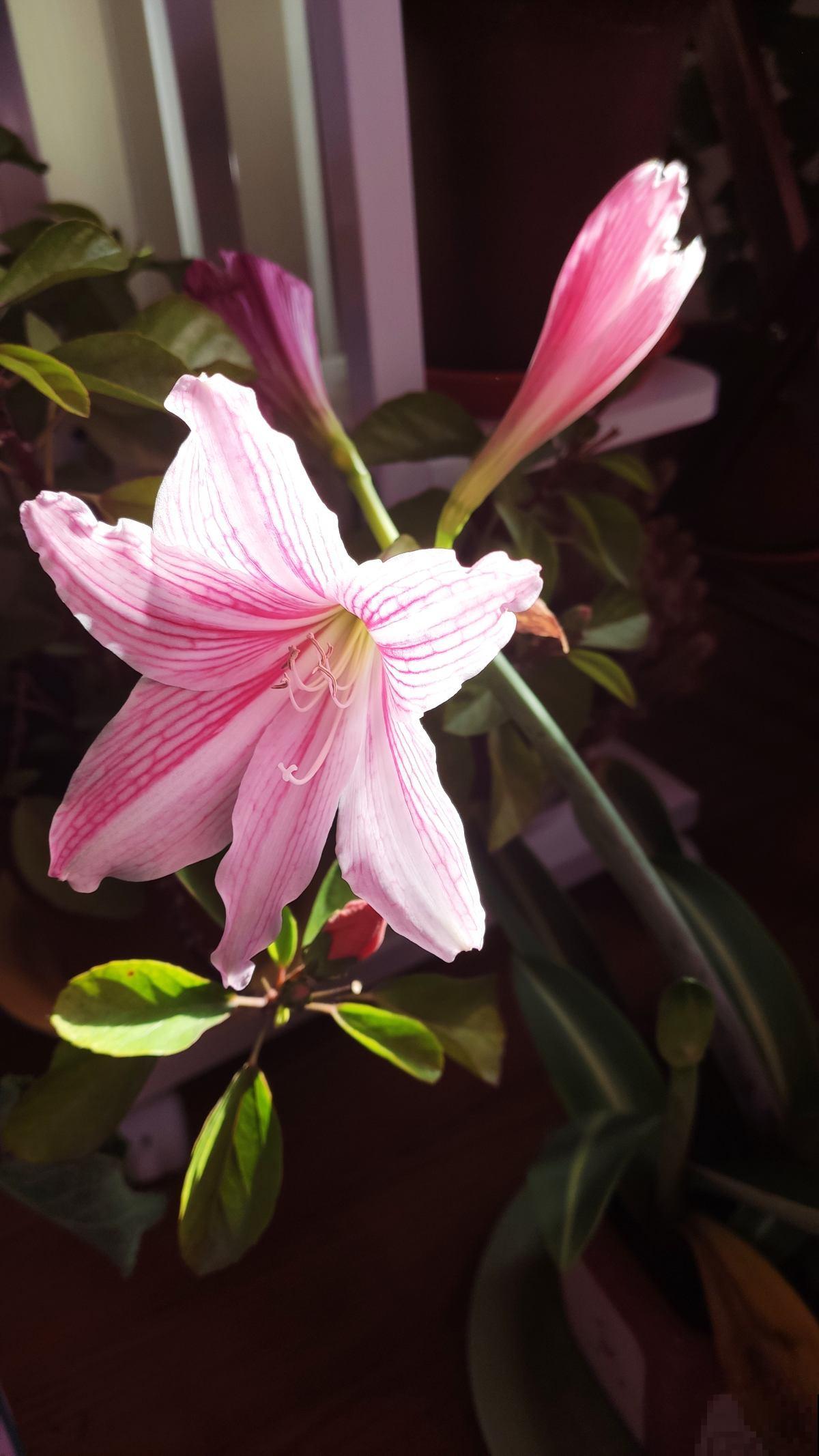 3种花不能让它们长太高，光长个子，就很难开花了