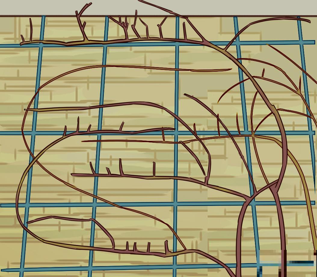 7种花，现在绝对不能剪，剪了一年不开花！