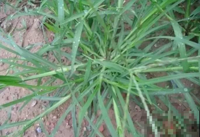 农村常见的牛筋草，小时候拿来喂猪，没想到浑身是宝