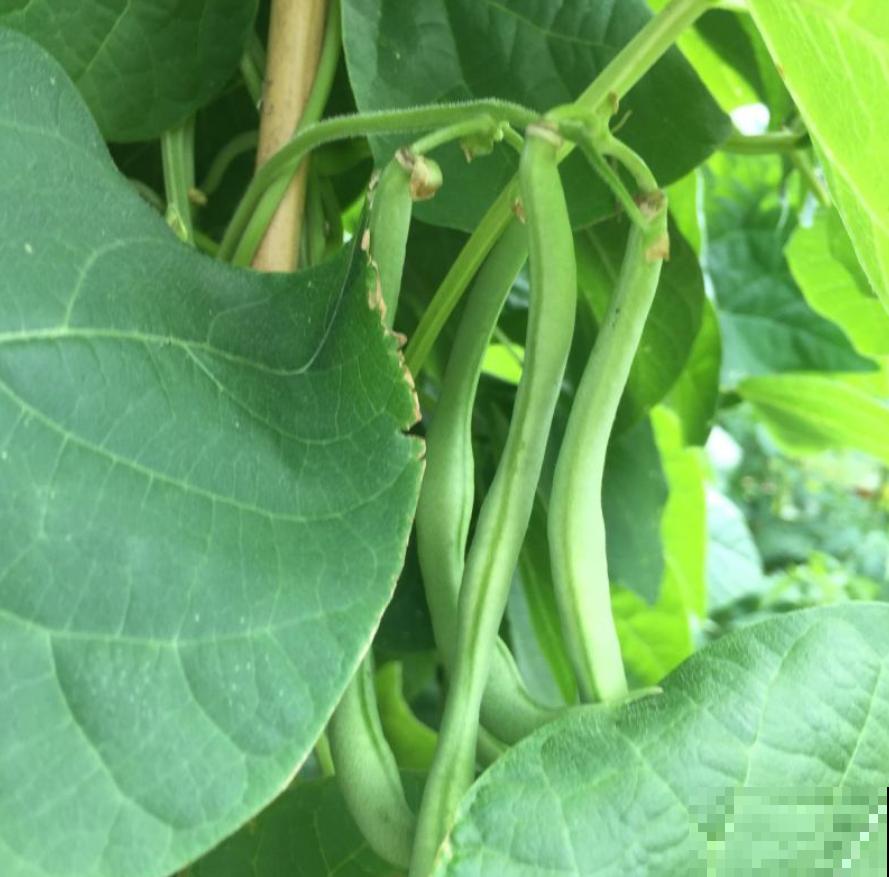 蔬菜不能乱吃，这4种菜很危险，看到就赶紧扔，别舍不得！