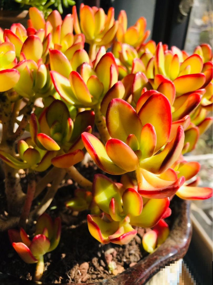 多肉招人喜欢的4点，好看好养是次要，关键是太可爱