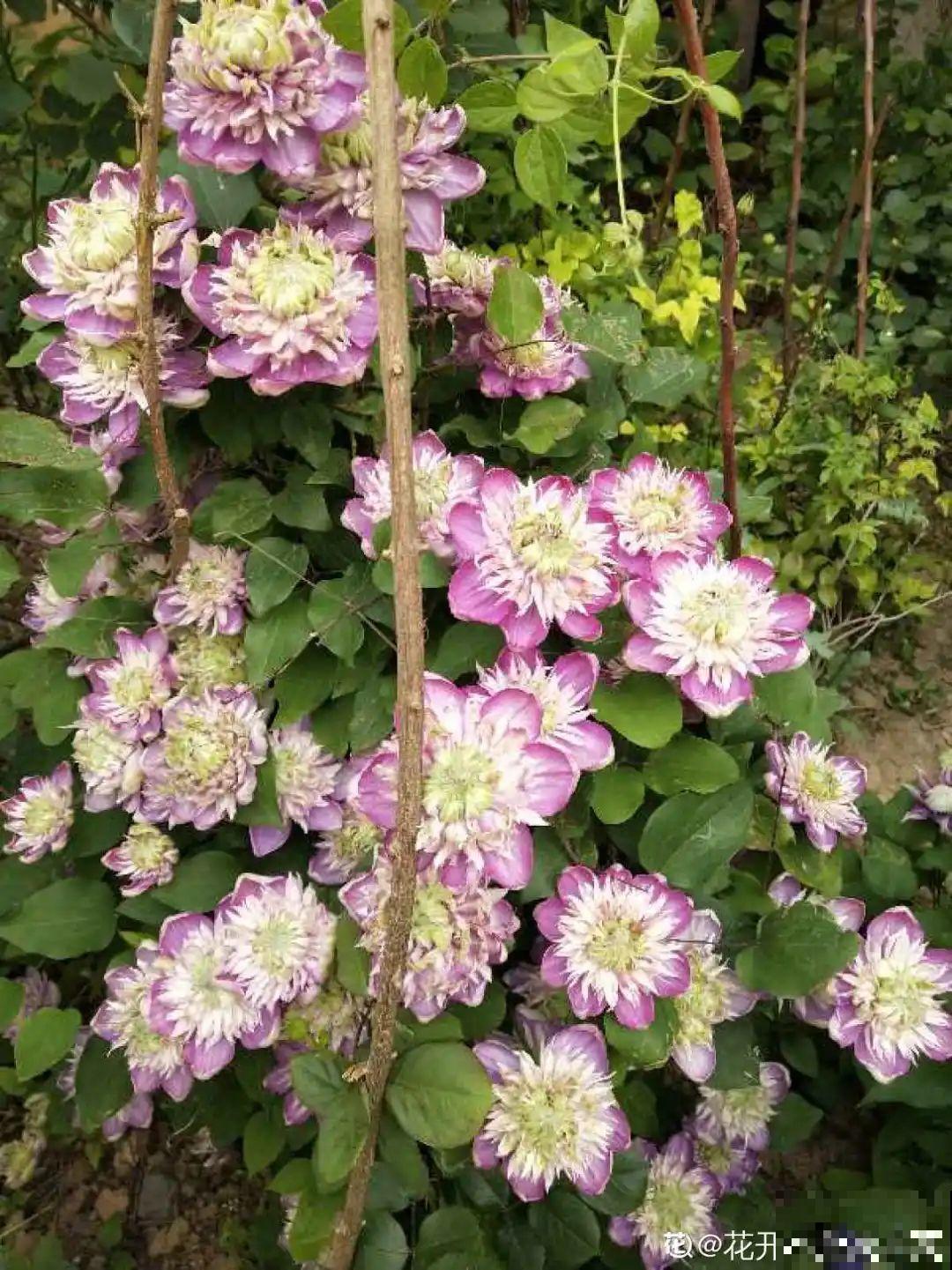 超级耐旱花，整个冬天不浇水，还能胖一圈！