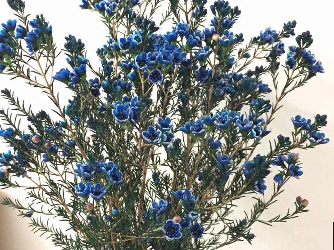 冬天的香水花，养1盆满屋子飘香，千万不要放卧室