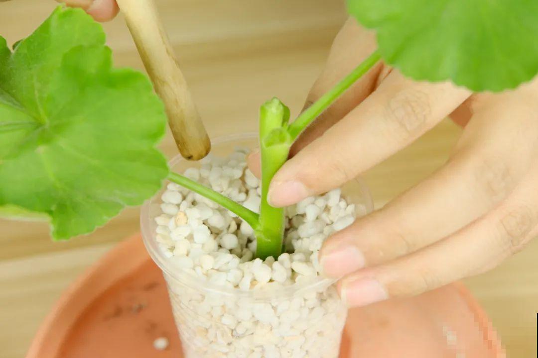 现在扦插超好活，剪根枝，捂3天，冒出狗牙根！