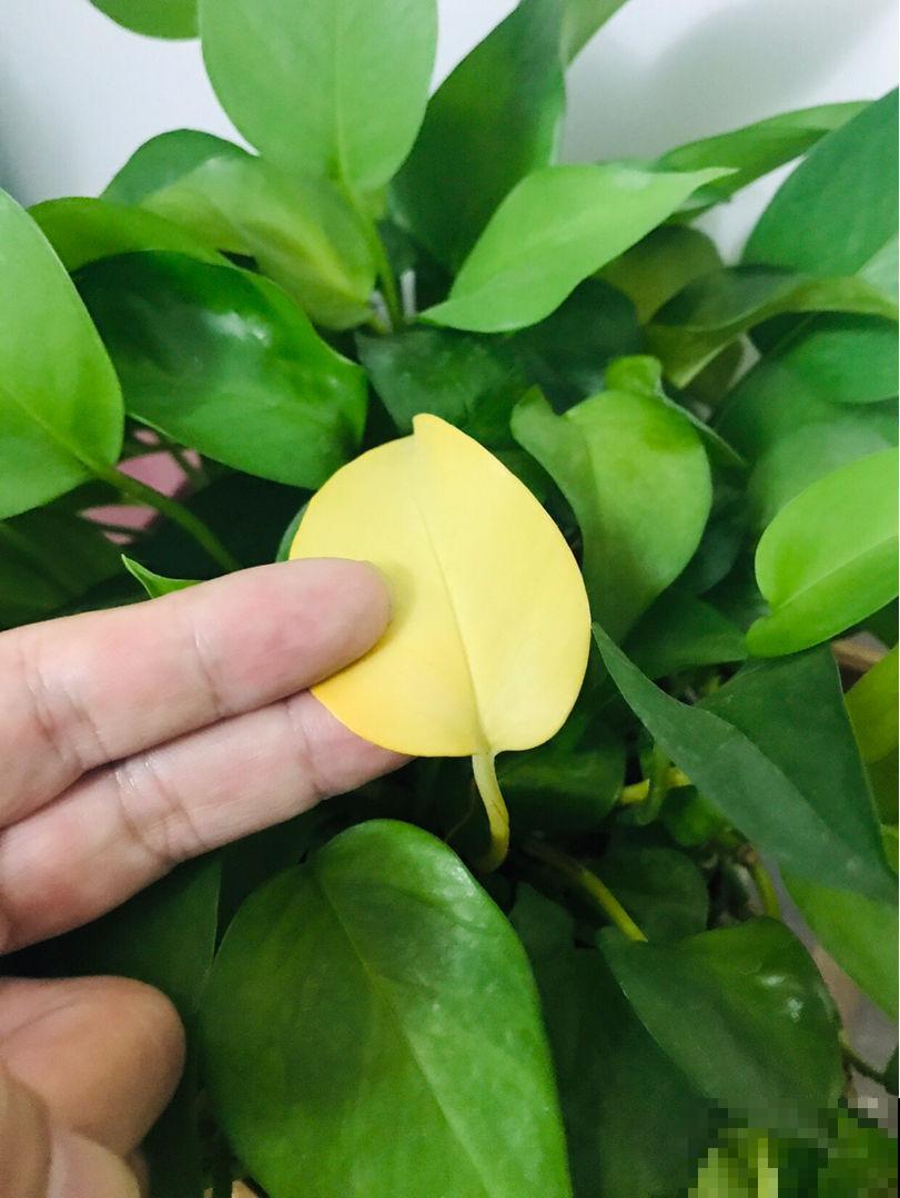 养花不用买肥料，在家自制氮肥，叶片油绿长得快！