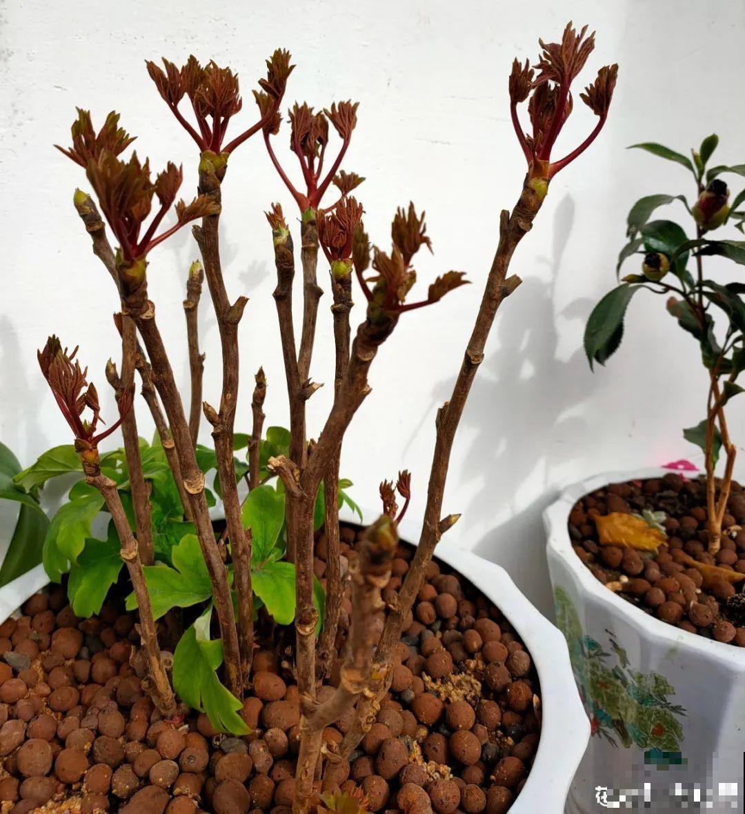 换盆也有限制，正在开花的植物不能换，不然花容易死