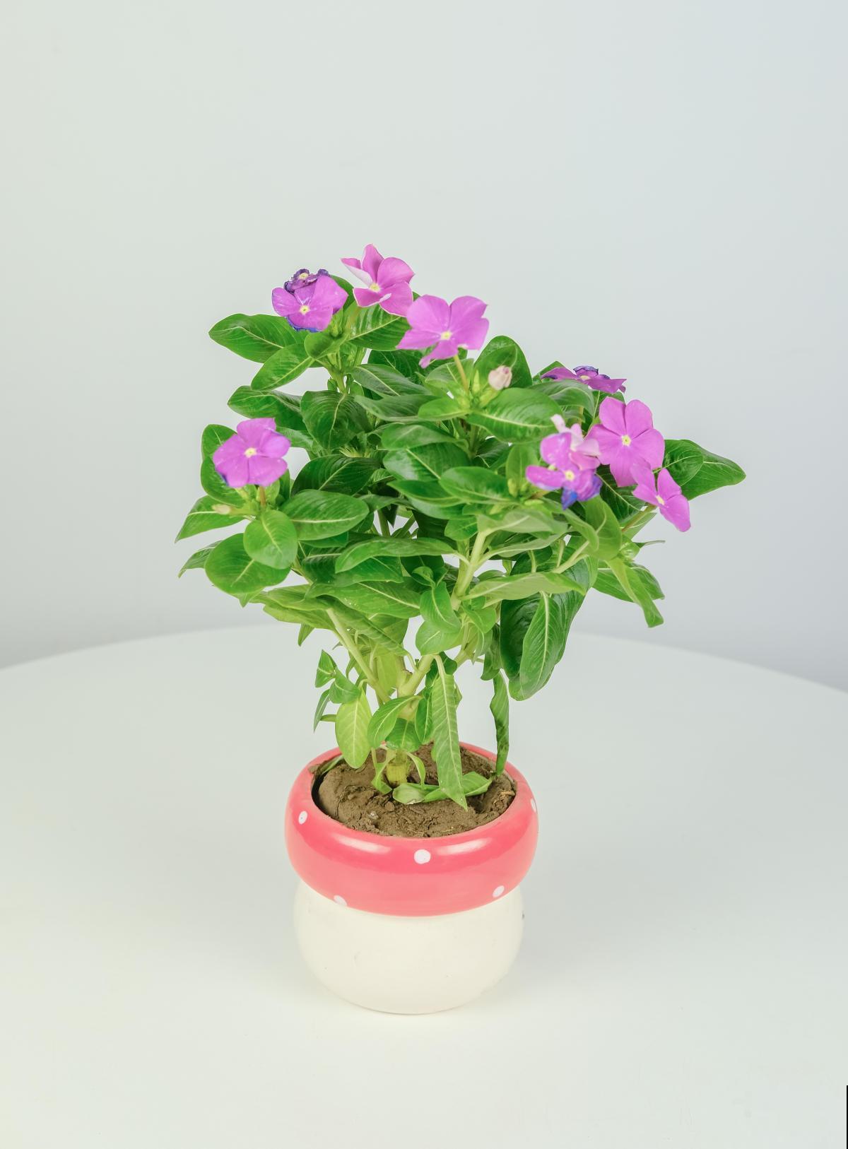 解决这3点，长春花不再黄叶落叶，冬天也能花开不断！