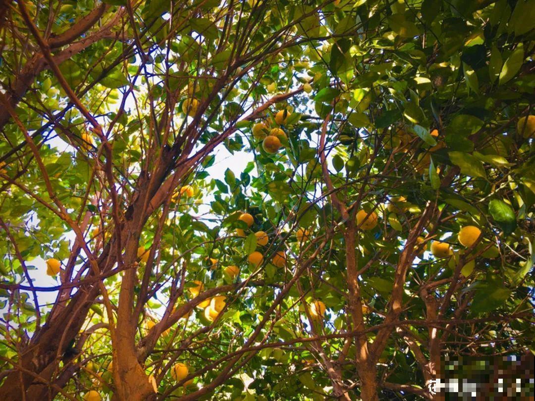 冬天的香水花，养1盆满屋子飘香，千万不要放卧室