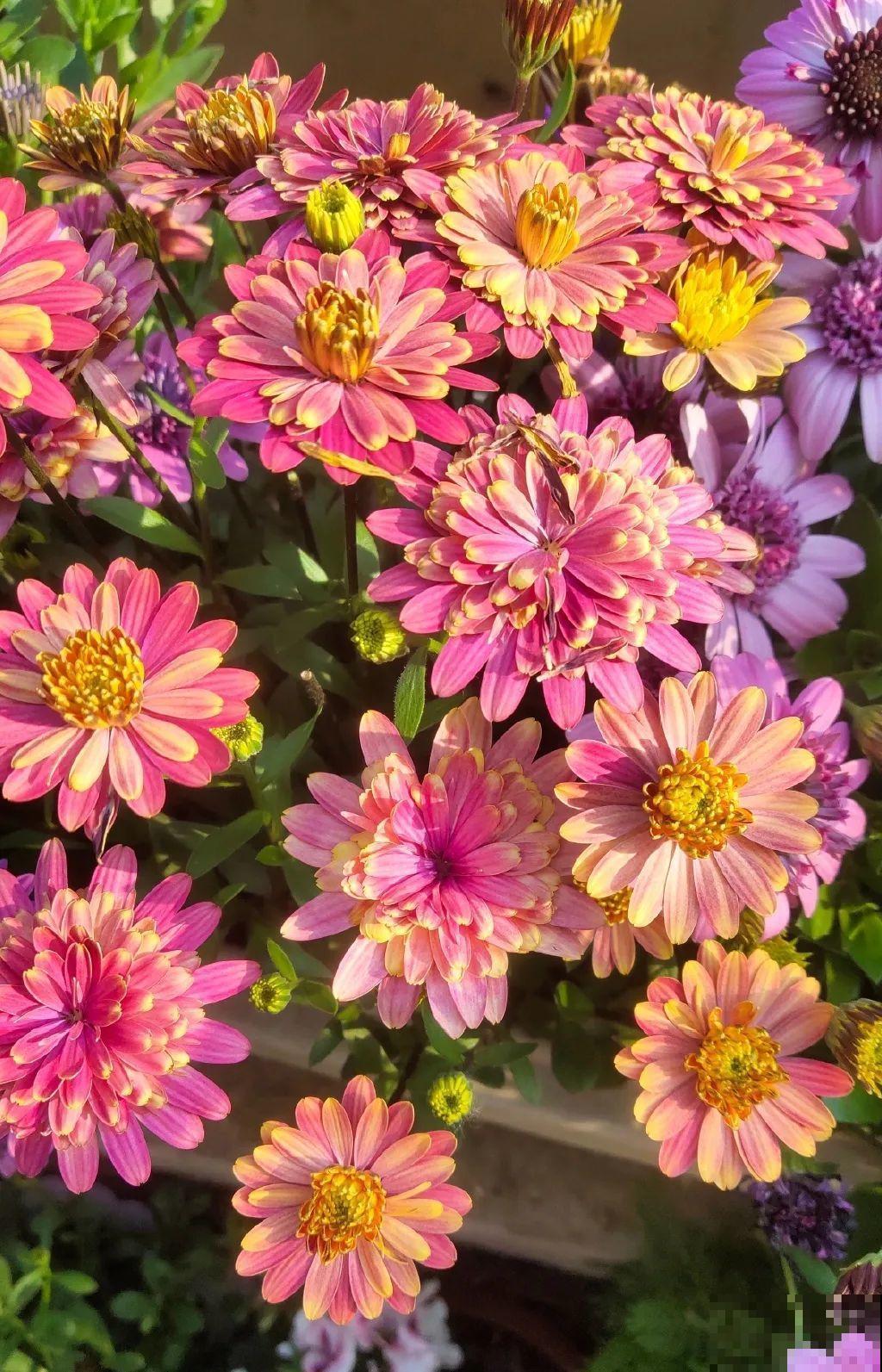 5年的花园，消失只要3天，全没了……