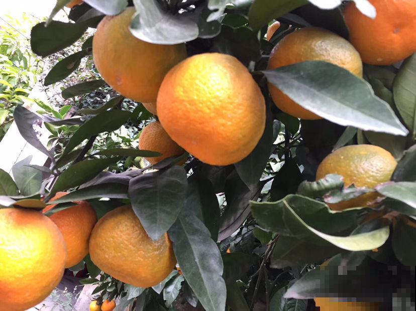 好桔子要学会挑，记住3个挑桔子要点，个个都好吃