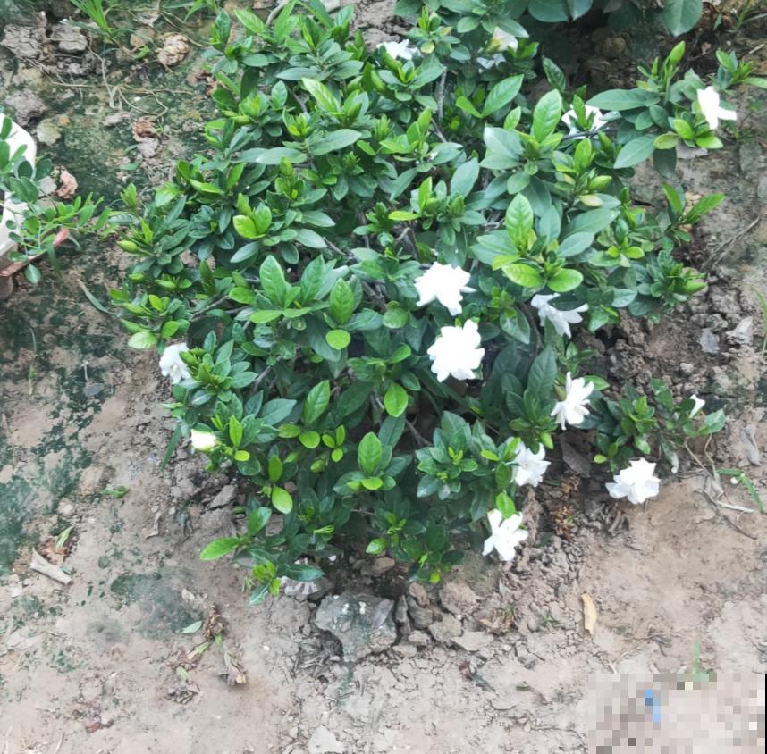 茉莉花安眠还提神，办公室里放一盆，又美又舒心！