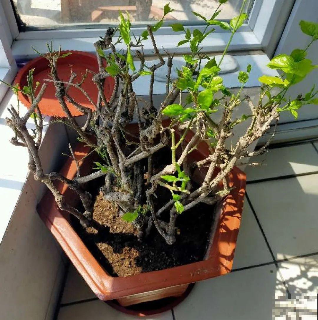 春天花要苏醒了，快施肥，新芽狂窜不断