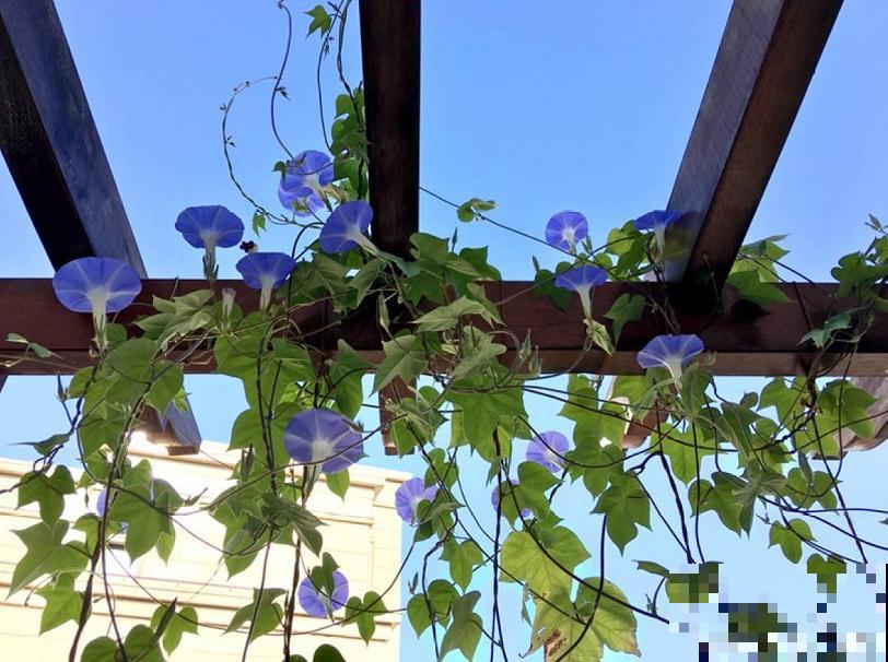 喜欢蓝色的一定不要错过，这5种蓝色系的花，清新又浪漫！