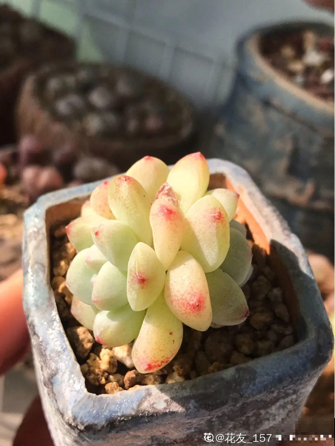 3款果冻多肉，透明软萌人人爱，好想轻轻咬一口！