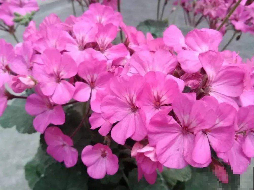 家里有这9种花,一定要冻一个月,才能开花更好看 家里有这9种花,一定要冻一个月,才能开花更好看