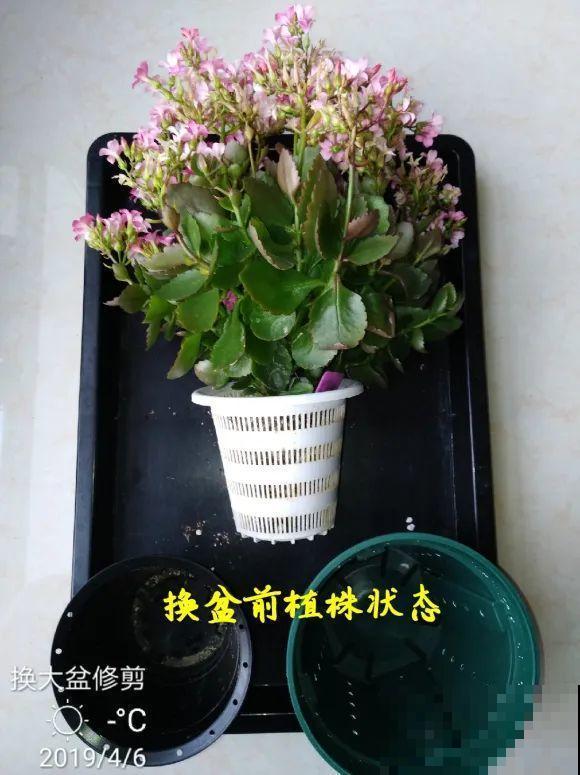 2月养花下狠手，剃光头、撸光叶，越狠越开花！