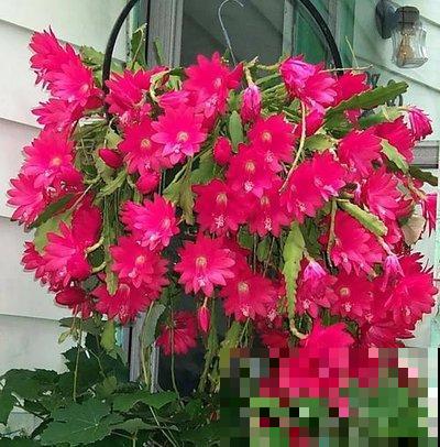 不会养令箭荷花?掌握3个小技巧,花朵又大又鲜艳! 不会养令箭荷花?掌握3个小技巧,花朵又大又鲜艳!