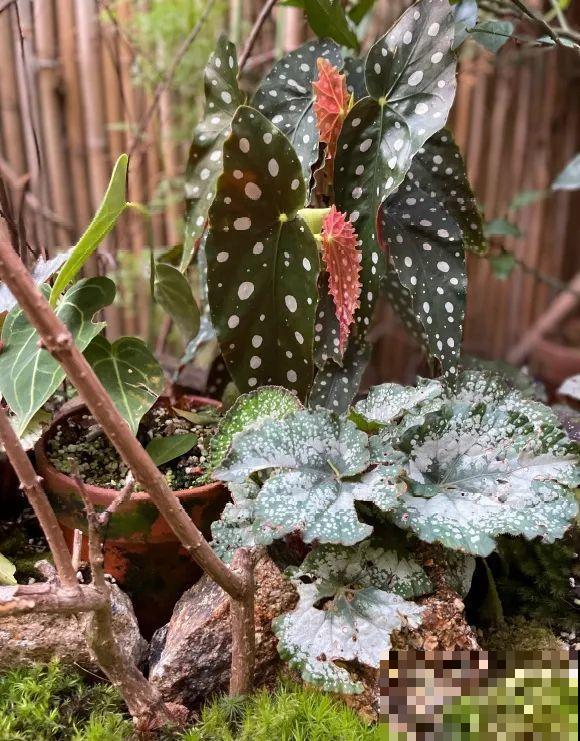 院子里挖了条小溪，做成水景美如画，看一整天也不烦