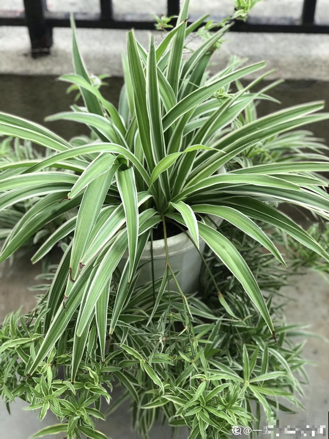 不同的花要摆在不同地方，摆对了才好看，摆错了看着糟心！