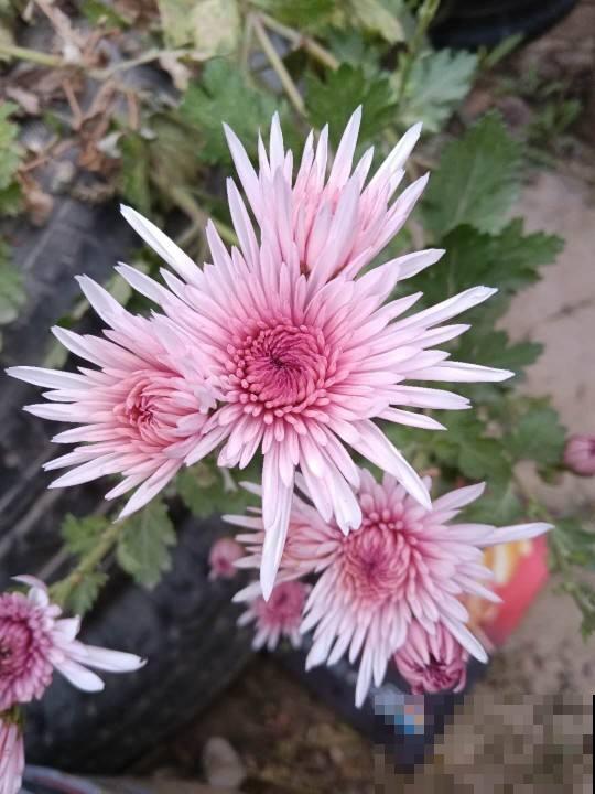 养花把控好温度是关键,了解了这些,才能轻松养好花! 养花把控好温度是关键,了解了这些,才能轻松养好花!