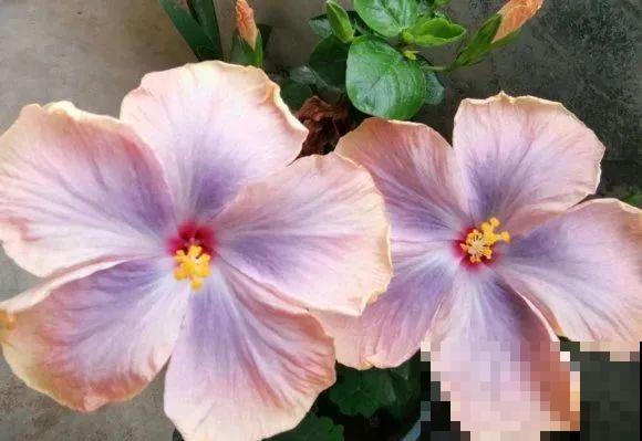 花市10块钱买的花，开花之后身价倍增，真赚了！