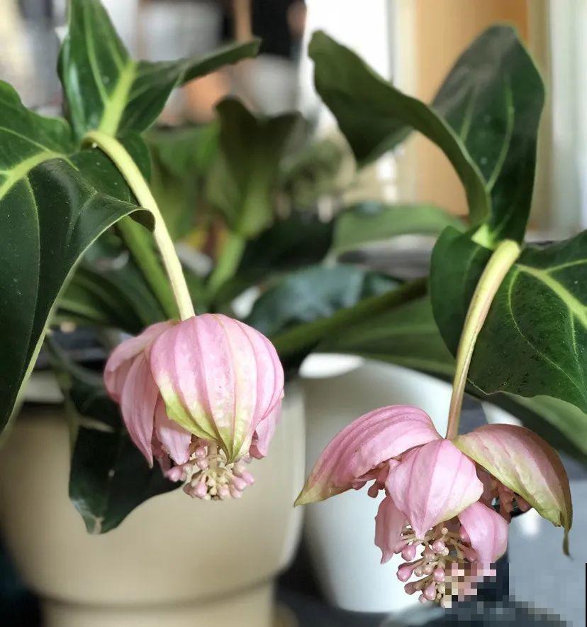 5度以下,常见的21种花必须断水,不然都烂根了 5度以下,常见的21种花必须断水,不然都烂根了