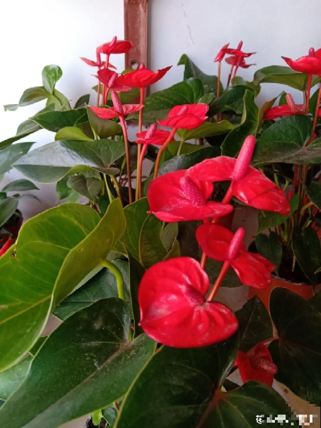 不同的花要摆在不同地方，摆对了才好看，摆错了看着糟心！