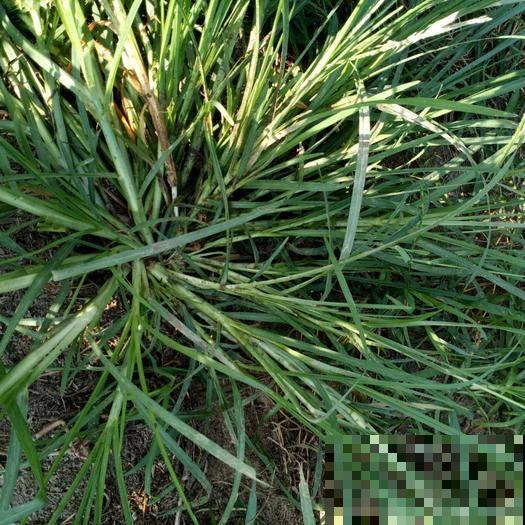 农村常见的牛筋草，小时候拿来喂猪，没想到浑身是宝