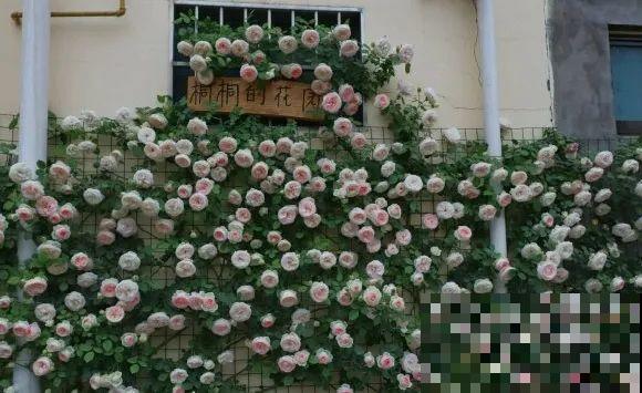 月季12个月计划表，按照这个养，大花墙不是梦！