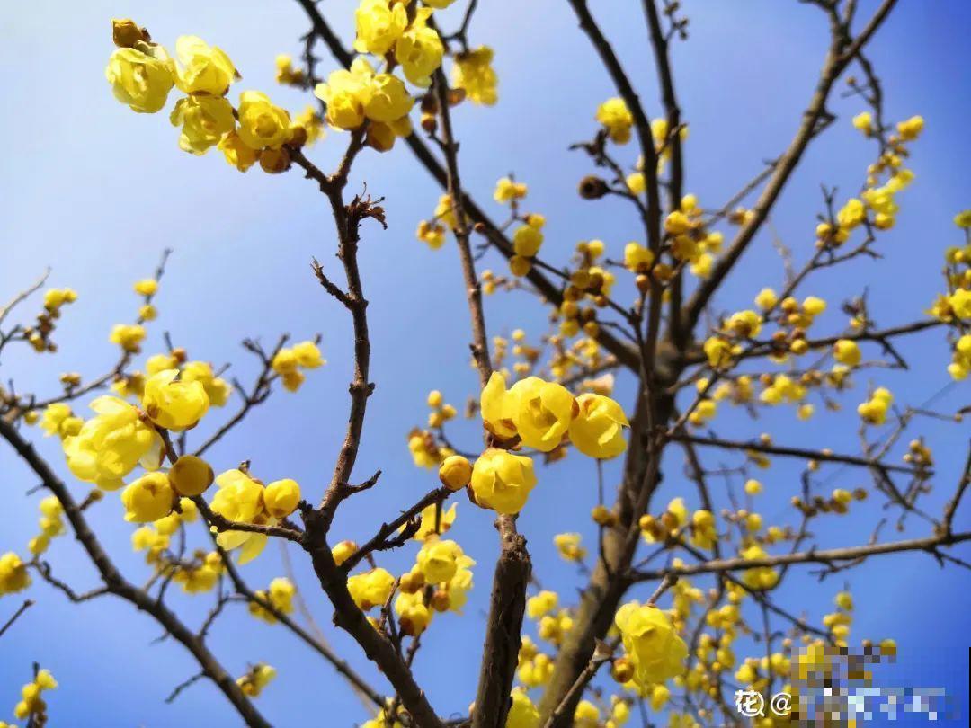 16种花，能养成传家宝，养个几十年没问题