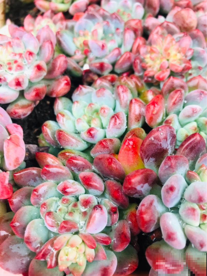 多肉冬天冻一冻，颜色就变成了调色盘，好看极了！