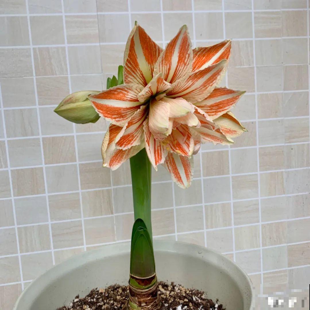 虎皮兰扒层土，嗖嗖冒芽，长得特旺