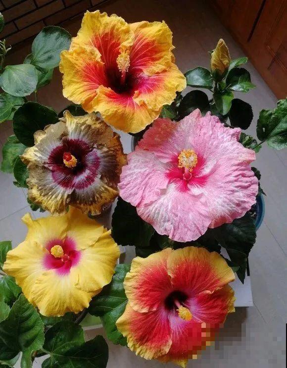 花市10块钱买的花，开花之后身价倍增，真赚了！