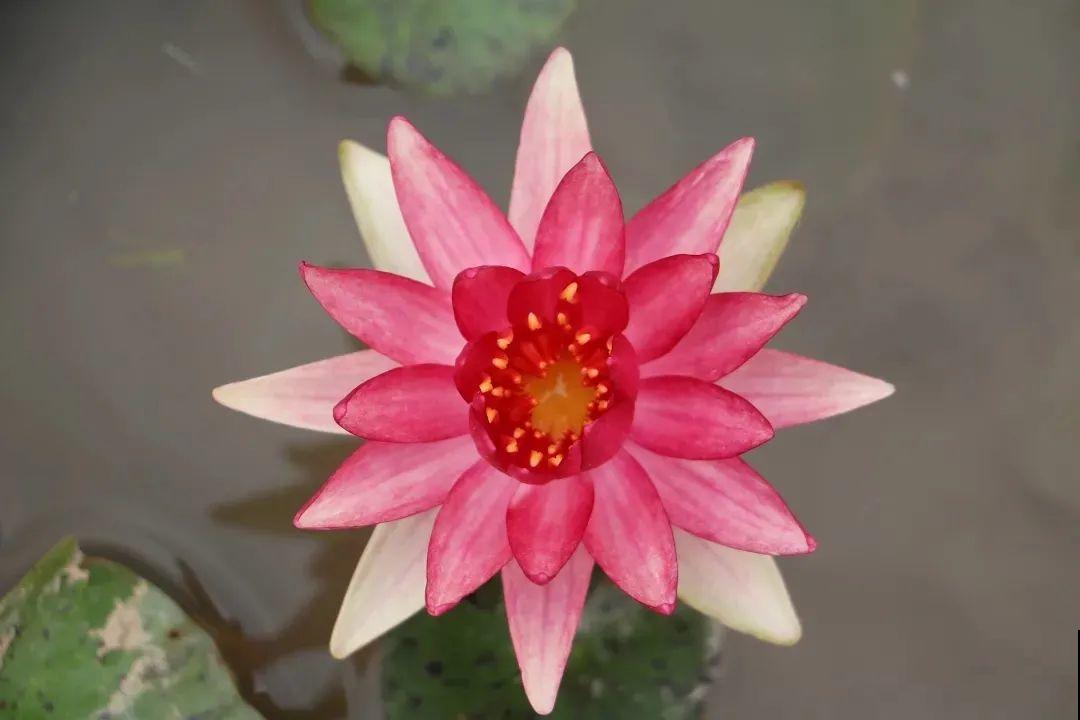 家里养盆“花中睡美人”，一天灌一瓢水，开花多得大缸放不下！