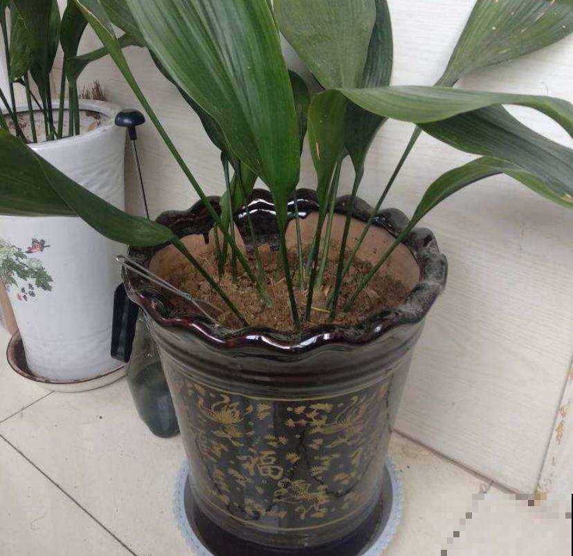 一叶兰耐阴又耐旱，皮实又好养活，注意3点咋养都好！