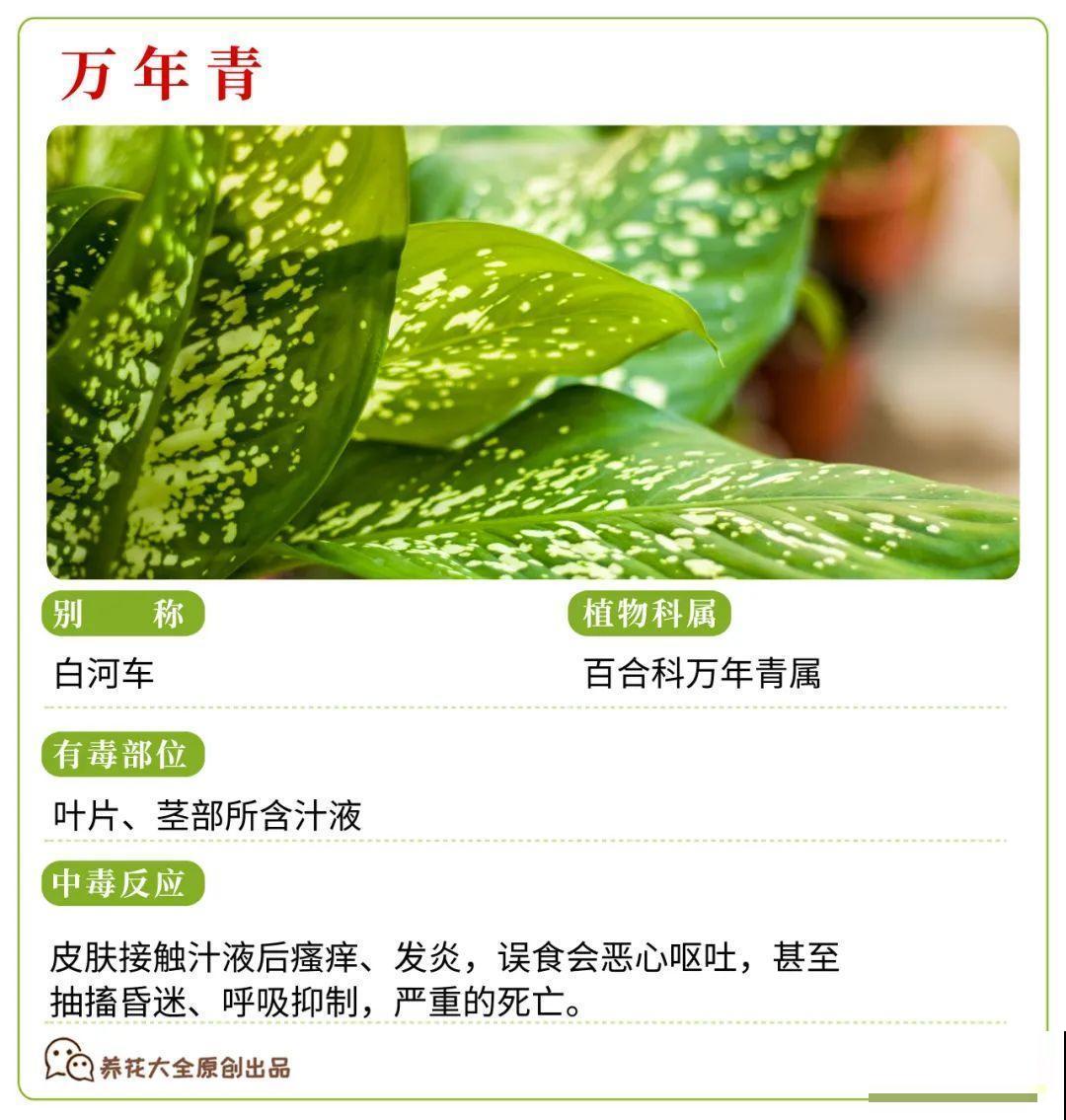 30种常见有毒花，很多人都在养，一定要小心养！