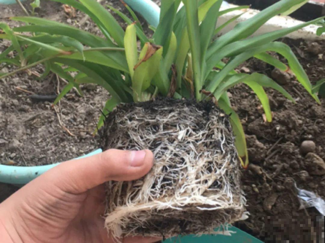 养花一定要选对盆，花盆选不对，花就长不好