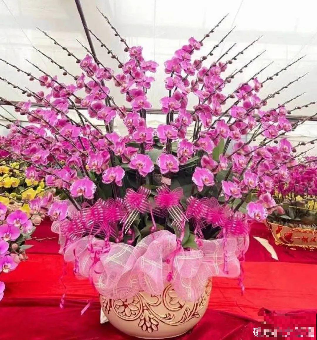 21种牛气花，来给你拜年啦~