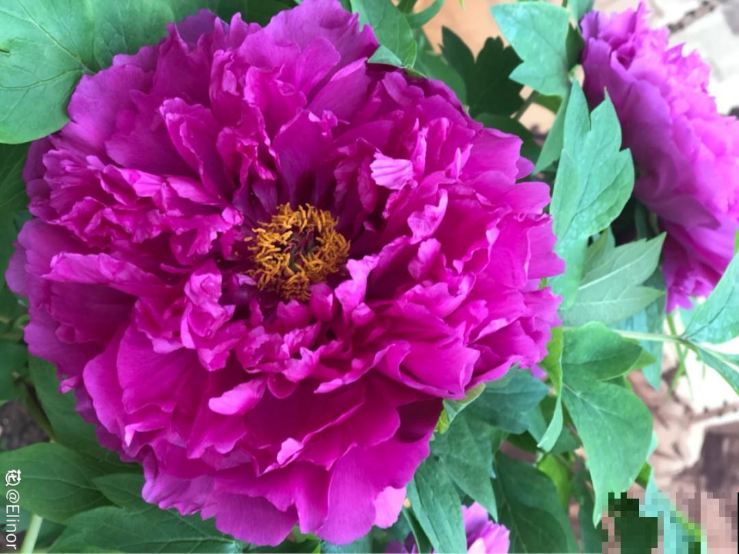 换盆也有限制，正在开花的植物不能换，不然花容易死