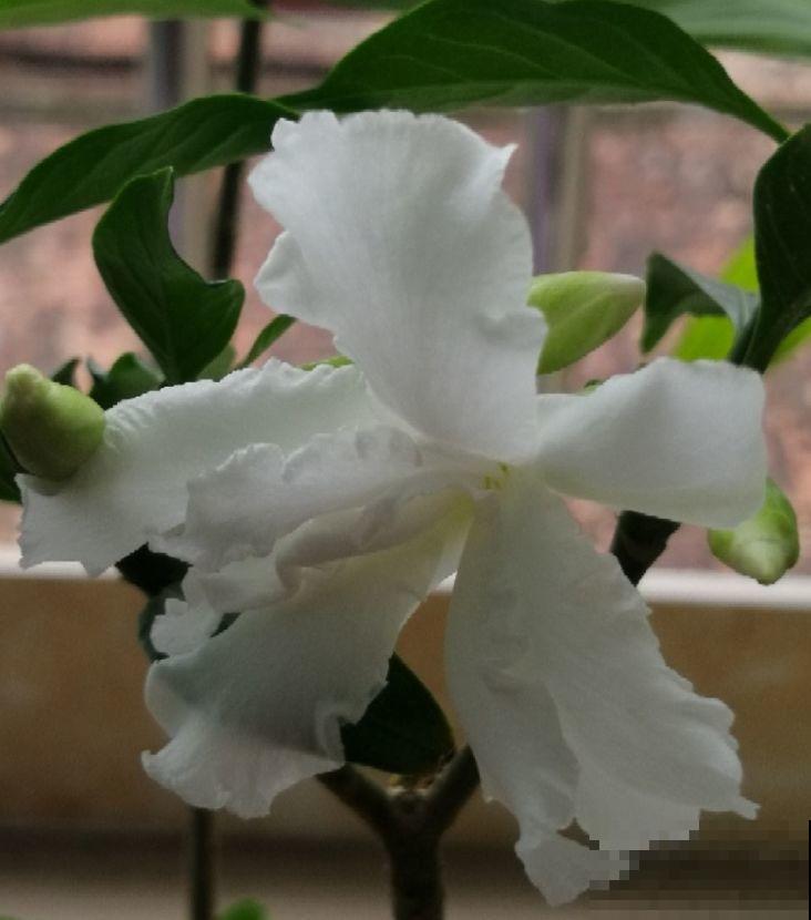 这种花名字虽土，开花却很美，像极了茉莉花！