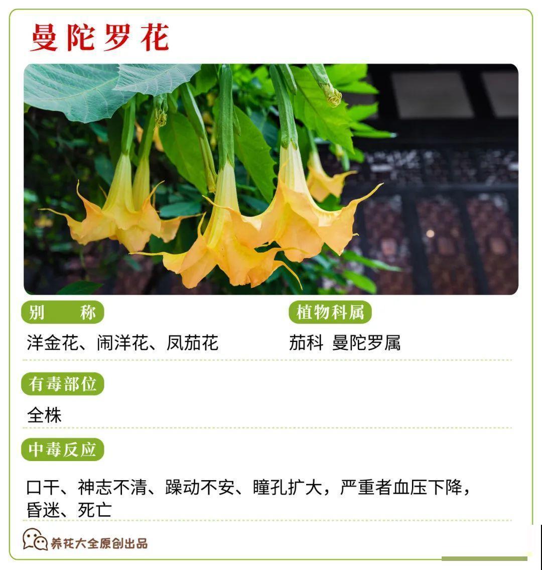 30种常见有毒花，很多人都在养，一定要小心养！