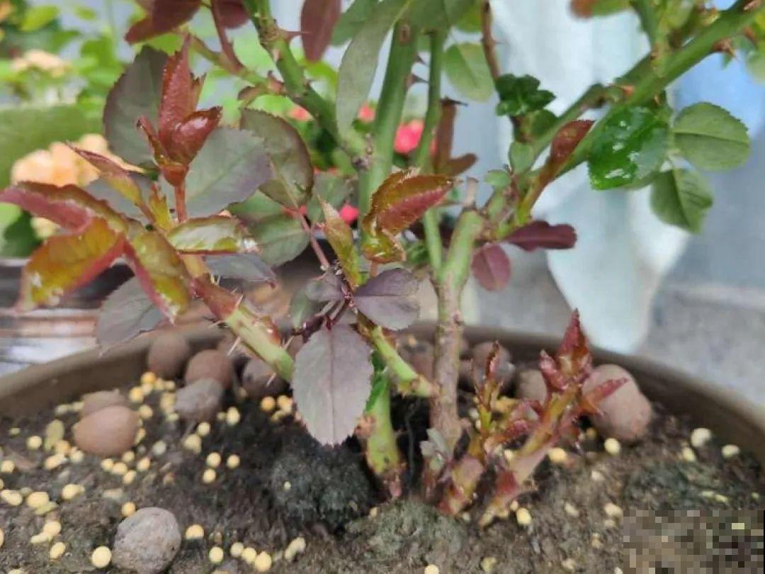 月季12个月计划表，按照这个养，大花墙不是梦！