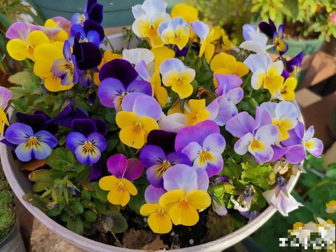 冬天的香水花，养1盆满屋子飘香，千万不要放卧室