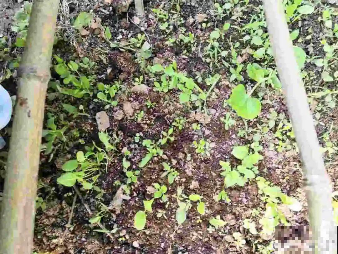 只需要种一次的花，年年疯长，除都除不尽