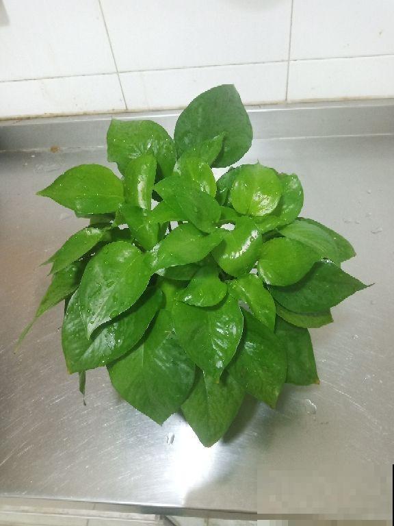 3对花卉中的“双胞胎”，一不小心就认错，你养过几种？