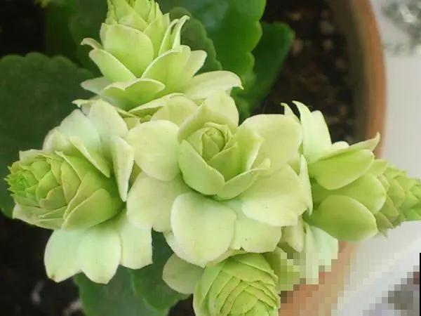 这6种长寿花,颜值高好养护,养一种真的不够! 这6种长寿花,颜值高好养护,养一种真的不够!